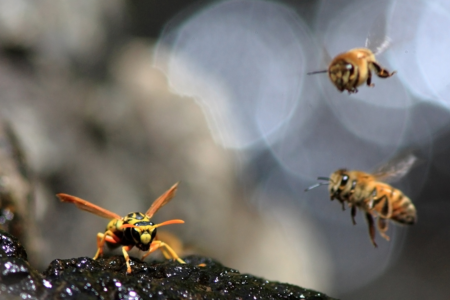 Пчелы в глазах? Избежание глазных повреждений от грязи, мусора и насекомых